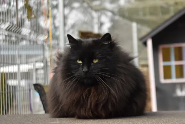 Kot do adopcji, Piła, 15 maja 2024