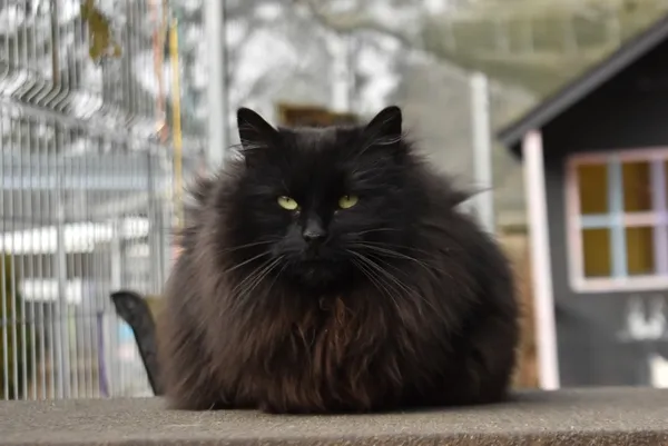 Kot do adopcji, Piła, 15 maja 2024