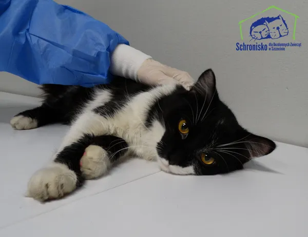Znaleziono kota, Szczecin, 12 lutego 2025 (1/2)