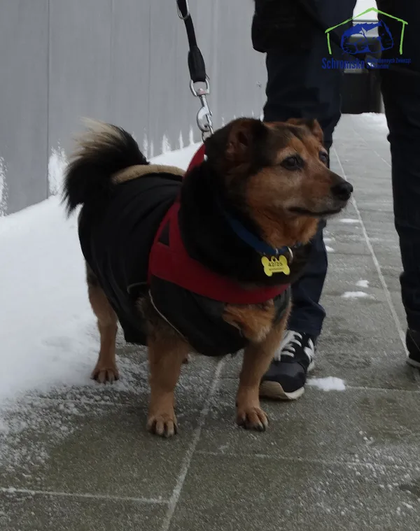 Znaleziono psa, Szczecin, 12 lutego 2025