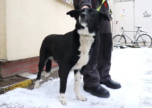 Znaleziono psa, Łódź, 13 lutego 2025 (3/5)