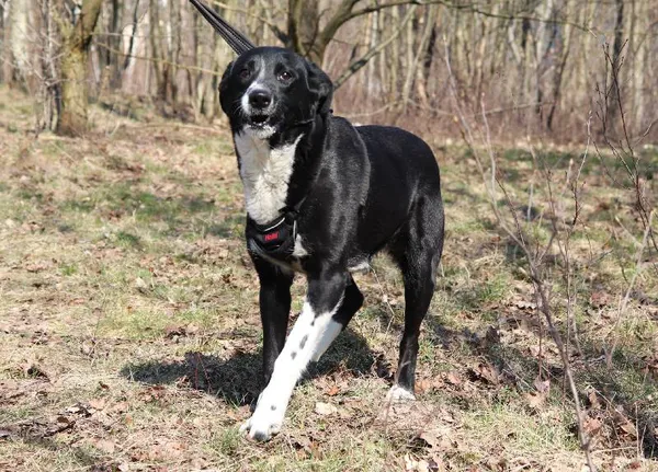 Znaleziono psa, Łódź, 13 lutego 2025 (4/5)