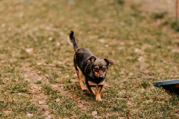 Pies do adopcji, Czartki, 13 lutego 2025 (1/5)