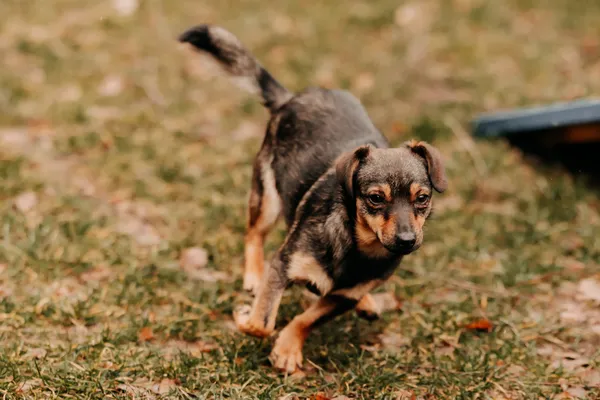 Pies do adopcji, Czartki, 13 lutego 2025 (2/5)