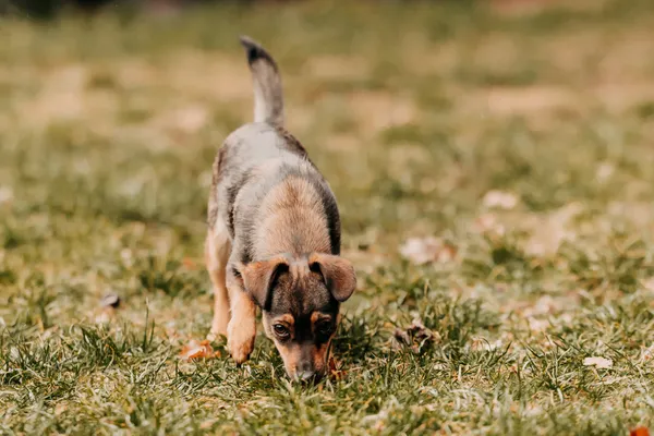 Pies do adopcji, Czartki, 13 lutego 2025 (3/5)