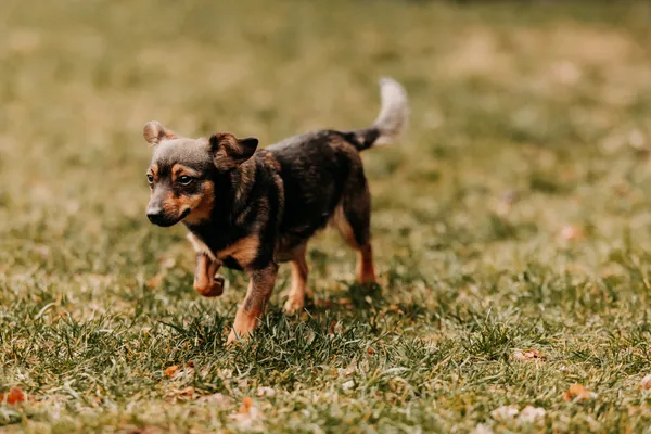 Pies do adopcji, Czartki, 13 lutego 2025 (4/5)