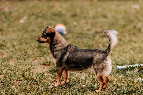 Pies do adopcji, Czartki, 13 lutego 2025 (5/5)