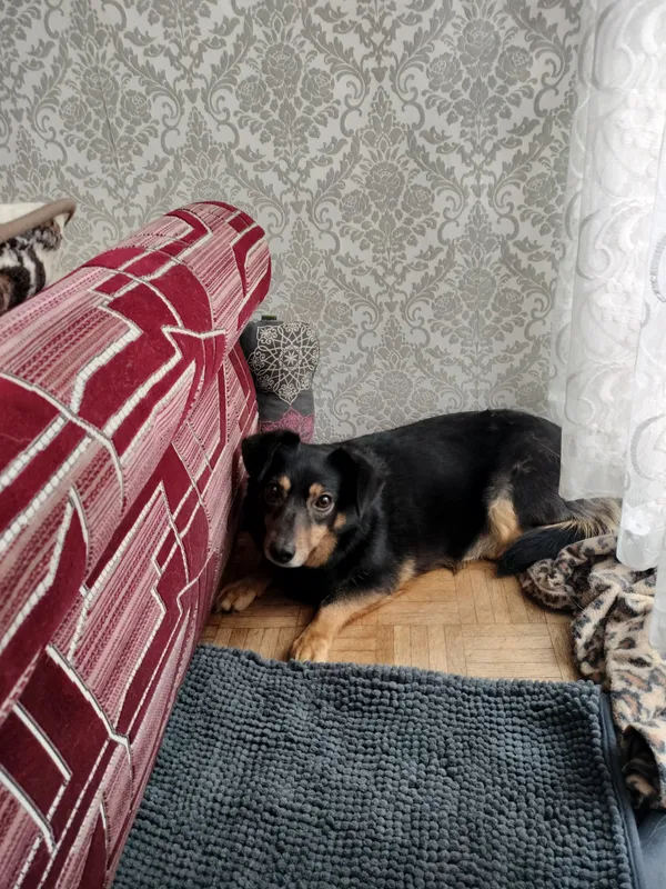 Zaginął pies, Stare Lipiny, 14 lutego 2025