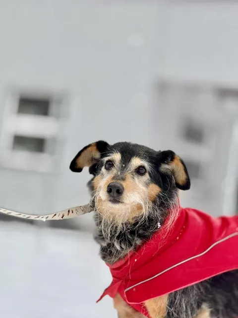 Pies do adopcji, Piła, 1 września 2020 (3/5)