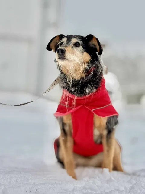 Pies do adopcji, Piła, 1 września 2020 (5/5)