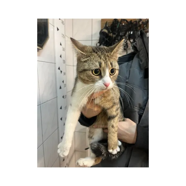 Znaleziono kota, Białystok, 13 lutego 2025