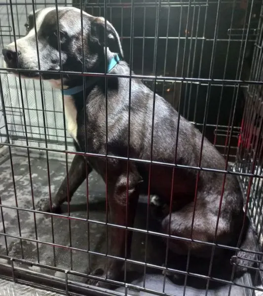 Znaleziono psa, Radom, 12 lutego 2025