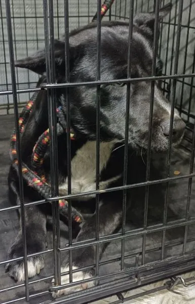 Znaleziono psa, Radom, 12 lutego 2025