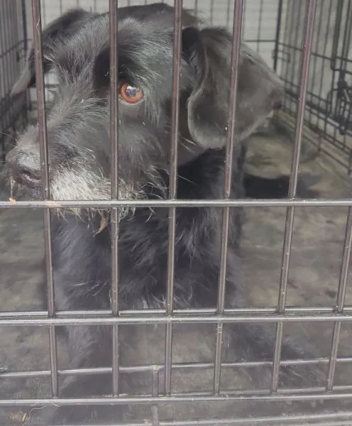 Znaleziono psa, Radom, 11 lutego 2025