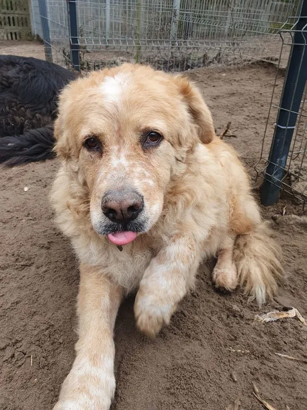 Pies do adopcji, Oborniki, 30 grudnia 2024 (2/5)