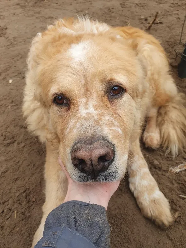 Pies do adopcji, Oborniki, 30 grudnia 2024 (4/5)