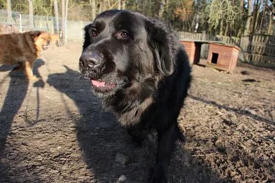 Pies do adopcji, Oborniki, 30 grudnia 2024 (1/5)