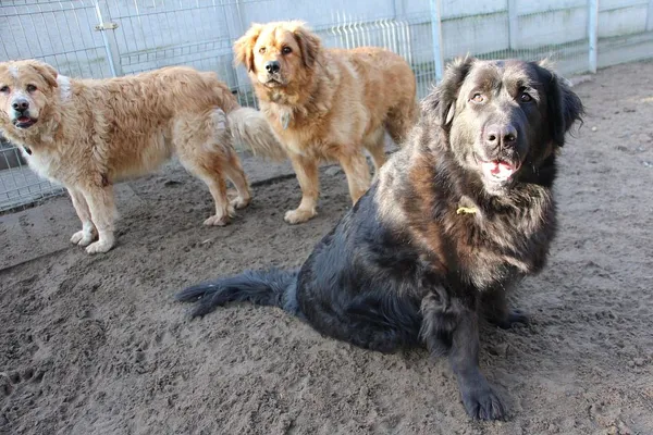 Pies do adopcji, Oborniki, 30 grudnia 2024 (2/5)