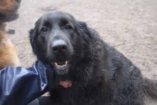 Pies do adopcji, Oborniki, 30 grudnia 2024 (3/5)