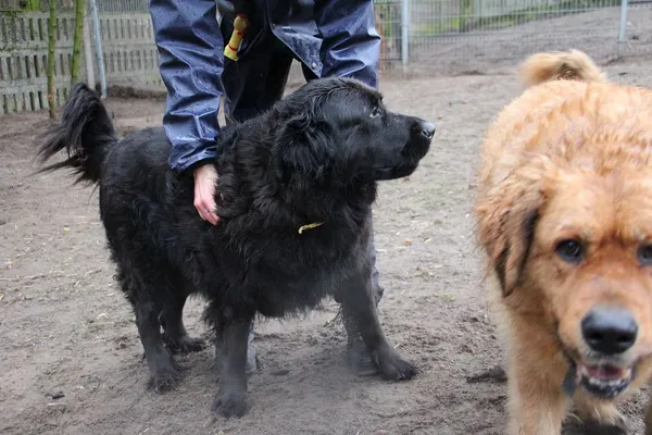 Pies do adopcji, Oborniki, 30 grudnia 2024 (5/5)