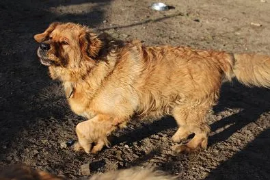 Pies do adopcji, Oborniki, 30 grudnia 2024 (1/5)