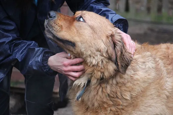 Pies do adopcji, Oborniki, 30 grudnia 2024 (3/5)