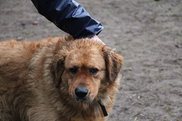 Pies do adopcji, Oborniki, 30 grudnia 2024 (5/5)