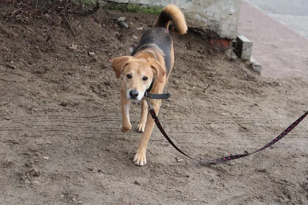 Pies do adopcji, Oborniki, 30 grudnia 2024 (2/5)