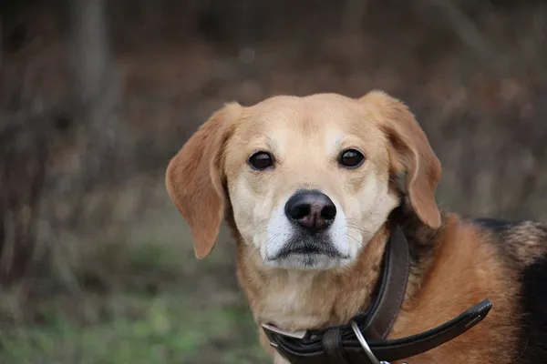 Pies do adopcji, Oborniki, 30 grudnia 2024 (3/5)