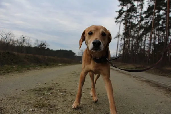 Pies do adopcji, Oborniki, 30 grudnia 2024 (4/5)