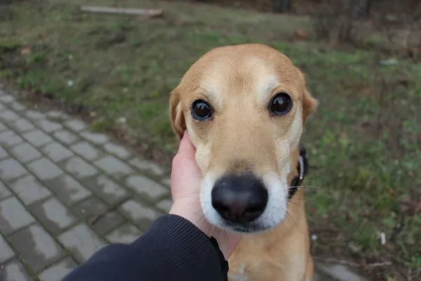 Pies do adopcji, Oborniki, 30 grudnia 2024 (5/5)