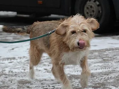 Pies do adopcji, Oborniki, 21 grudnia 2024 (1/5)