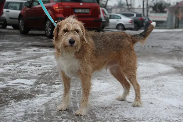 Pies do adopcji, Oborniki, 21 grudnia 2024 (3/5)