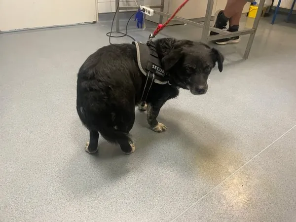 Znaleziono psa, Lublin, 13 lutego 2025