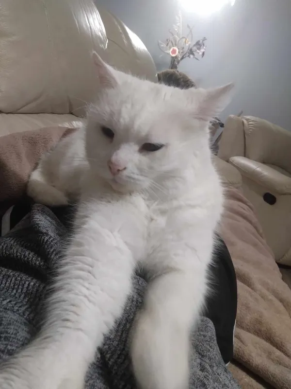 Zaginął kot, Aleksandrów Łódzki, 14 lutego 2025 (1/6)