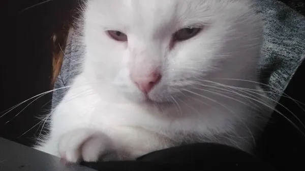 Zaginął kot, Aleksandrów Łódzki, 14 lutego 2025 (2/6)