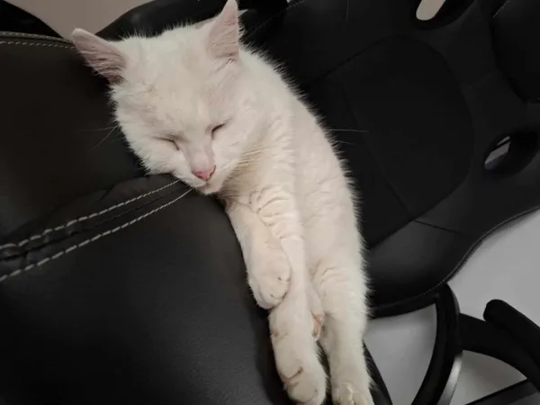 Zaginął kot, Aleksandrów Łódzki, 14 lutego 2025 (4/6)