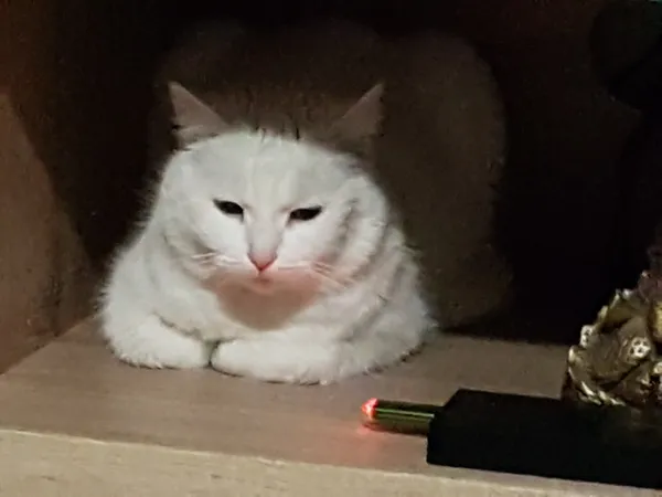 Zaginął kot, Aleksandrów Łódzki, 14 lutego 2025 (6/6)