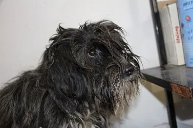 Znaleziono psa, Oborniki, 8 lutego 2025 (1/5)