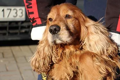 Znaleziono psa, Oborniki, 8 lutego 2025 (1/5)