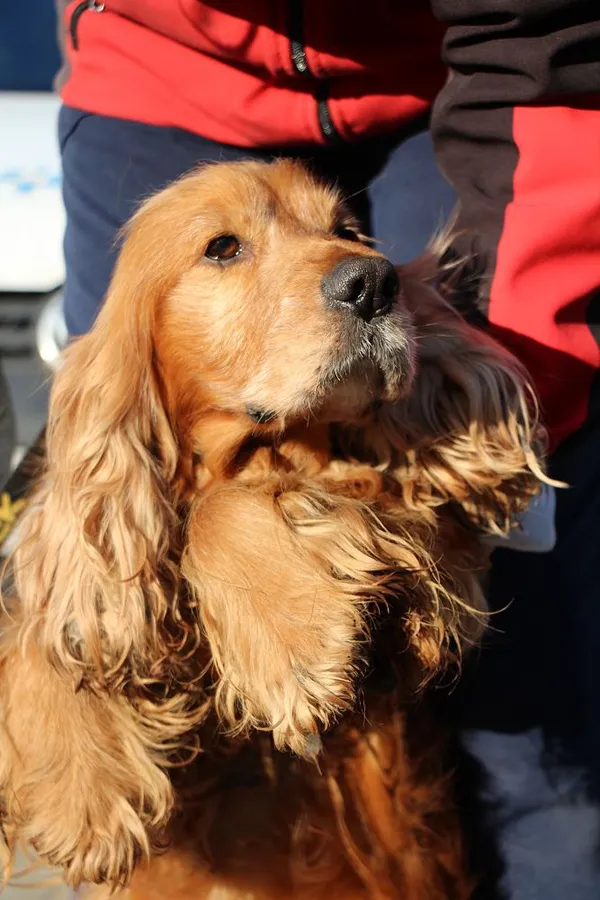 Znaleziono psa, Oborniki, 8 lutego 2025 (2/5)