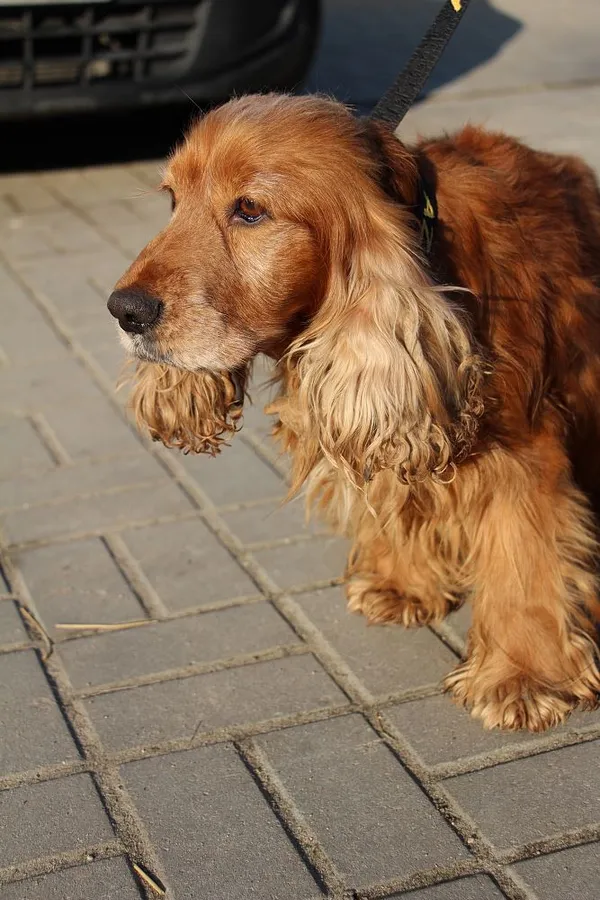 Znaleziono psa, Oborniki, 8 lutego 2025 (3/5)