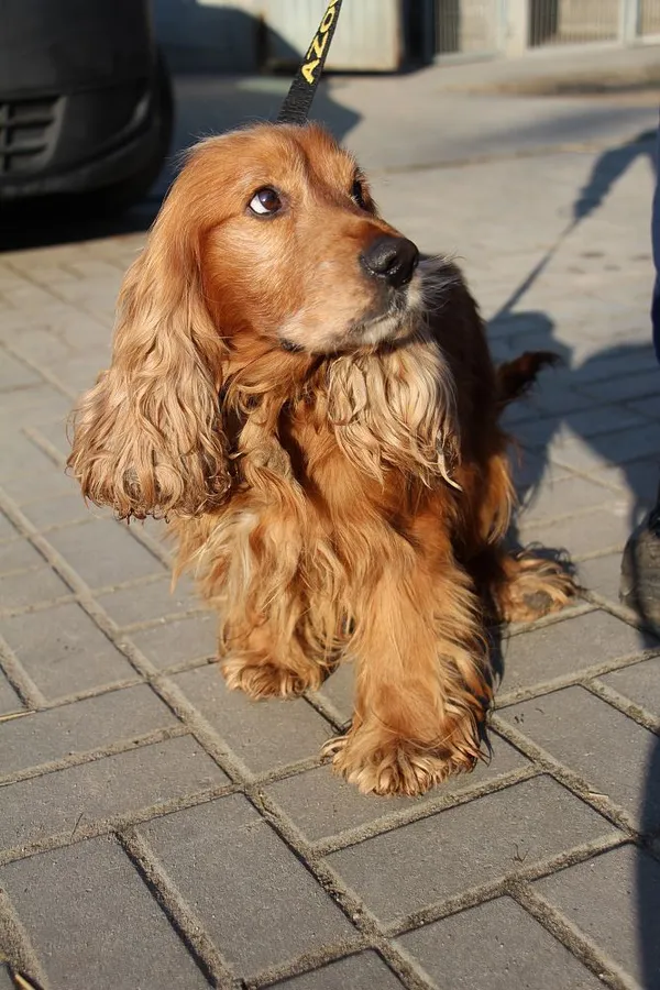 Znaleziono psa, Oborniki, 8 lutego 2025 (4/5)