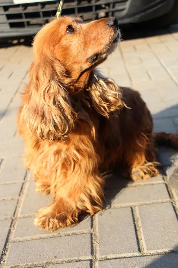 Znaleziono psa, Oborniki, 8 lutego 2025 (5/5)