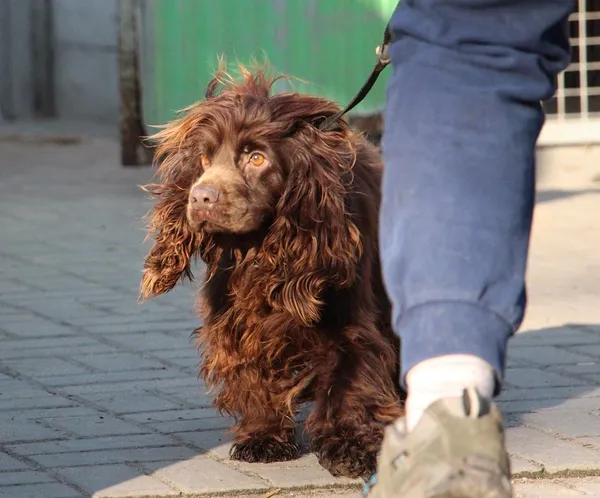 Znaleziono psa, Oborniki, 8 lutego 2025 (2/5)