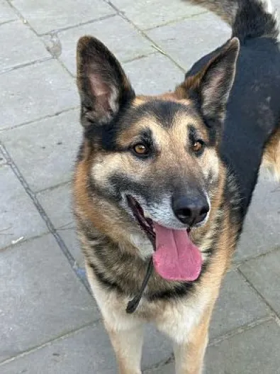 Znaleziono psa, Oborniki, 4 lutego 2025 (1/5)