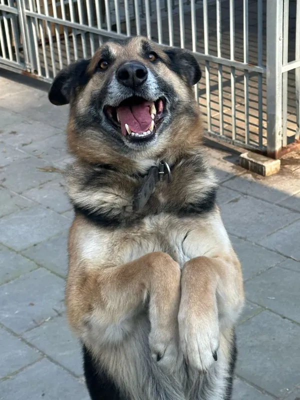 Znaleziono psa, Oborniki, 4 lutego 2025 (3/5)