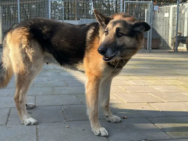 Znaleziono psa, Oborniki, 4 lutego 2025 (4/5)