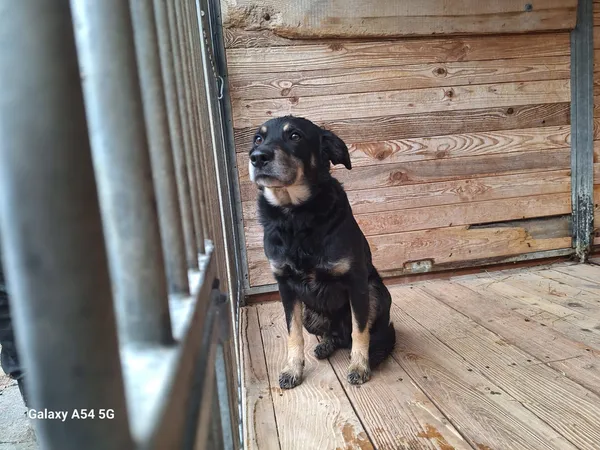 Pies do adopcji, Orzechowce, 14 lutego 2025 (1/3)