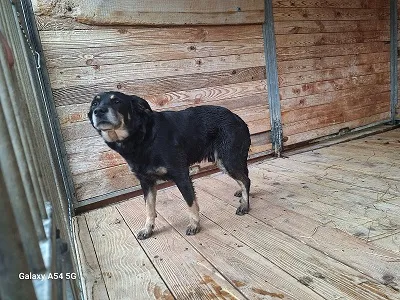 Pies do adopcji, Orzechowce, 14 lutego 2025 (3/3)